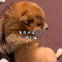 あずきちゃんの態度の違い8