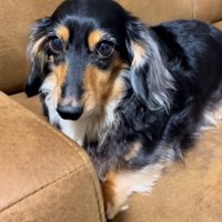 つぶらな瞳のまるちゃん