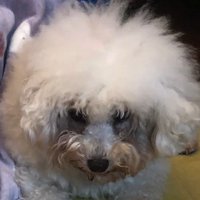 リリーちゃんの変化