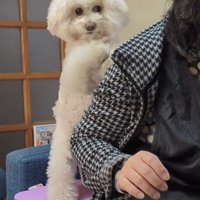 前足を添えて立つ犬