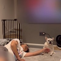 迷惑そうな顔をする小型犬