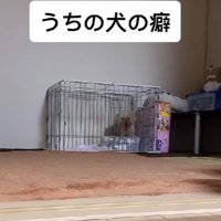 「ケージの中でね！！」