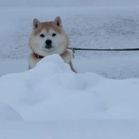 雪壁から顔を出すらんまるくん