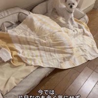 ベッドの上に立つ犬