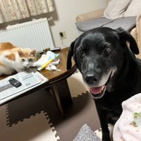 笑顔で女性を見つめる犬