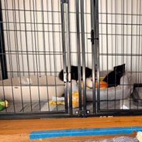 拾った子猫が心配で