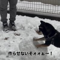 雪だるまが作れないママ