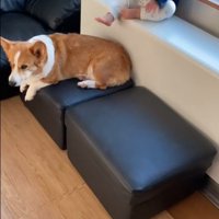 男の子が段差を降りる時のサクくん