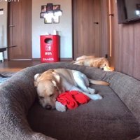 レイスちゃんが抱いているのは…