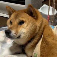 「だってお布団で寝たいんだもん…」
