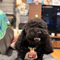 クセが強いある君