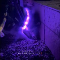 数日後のナラちゃん