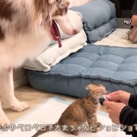 ガルチェロちゃんはペロペロ！