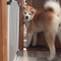 ドアの前で飼い主をふり返る犬