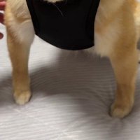 ぺっぺこぺーちゃんに黒い服を着せると…