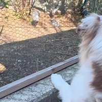 鳥を見つめるガルチェロくん