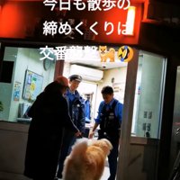 再び交番へ向かう秋田犬
