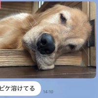 「溶けてる」