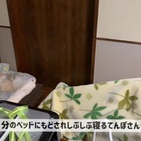 不服そうなお顔