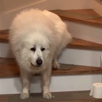 階段上に座り込んでしまう犬