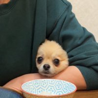 カメラ目線の犬1