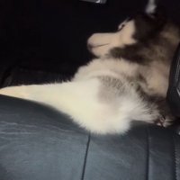 社長のような貫禄