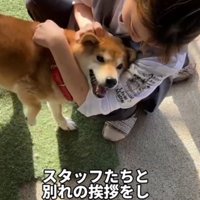 女性に撫でられて笑顔の犬