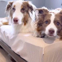 『散歩』という単語を聞いて、飼い主に視線を向ける2頭の犬