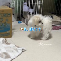 おならの出どころに気付きかけた小型犬