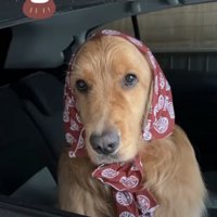 布をかぶる犬