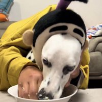 夢中で食べている犬