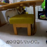 耳掃除を嫌がるきなこちゃん2