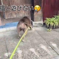 「一緒に遊ぼう！」