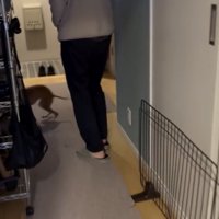 この後、パパは壁と「同化」