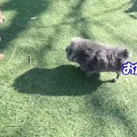 コミカルな動きもたまらない