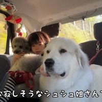 寂しそうな大型犬と子供
