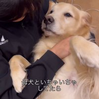 女の子の上でへそ天して甘えるゴールデンレトリバー