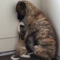 子犬に顔を近づける大型犬