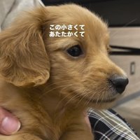 カニヘンダックスフンドのパピーの横顔