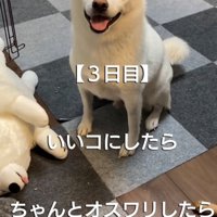 笑顔でおすわりする犬