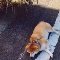帰るのを拒否する柴犬