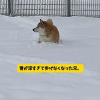 埋まってしまったおもちくん