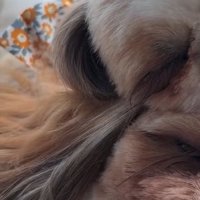 重なって眠るシーズー姉妹1