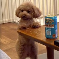 テーブルに前足をついて飼い主を見つめる犬