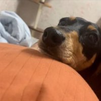 ママのお腹に顎を乗せるワンコ1