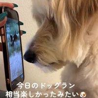 画面に近づく犬2