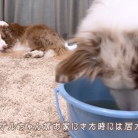 バケツに顔を近づけて魚を眺めるオーストラリアン・シェパード