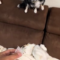 オレオちゃん＆マツちゃんの反応8