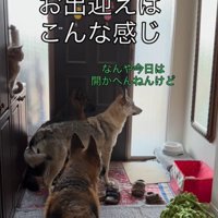 大型犬たちのお出迎え2