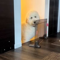 助けを求める栗丸くん